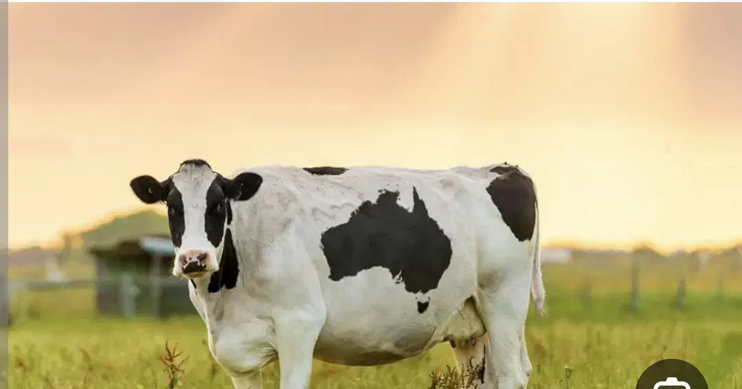 کارگر دامداری|استخدام سرایداری و نظافت|نیشابور, دربقاضی|دیوار