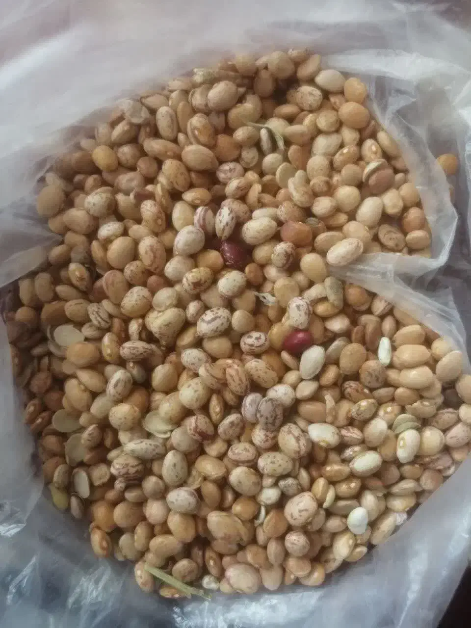 لوبیا چیتی|خوردنی و آشامیدنی|معصومیه, |دیوار