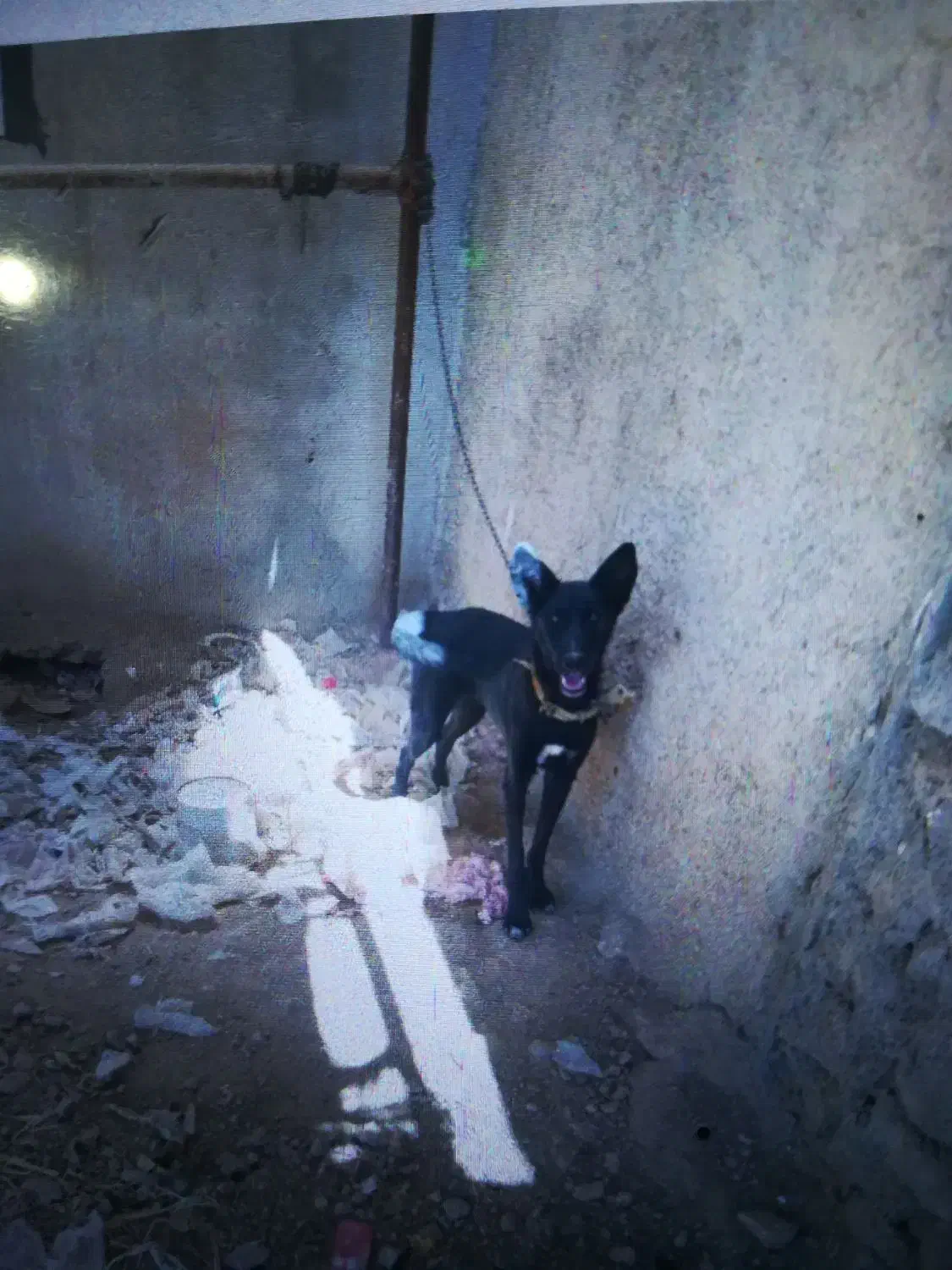 سگ ژرمن|سگ|کازرون, |دیوار