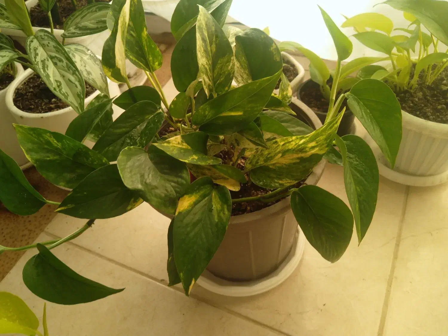 وسایل خانه در|لباس|لاهیجان, آهندان|دیوار