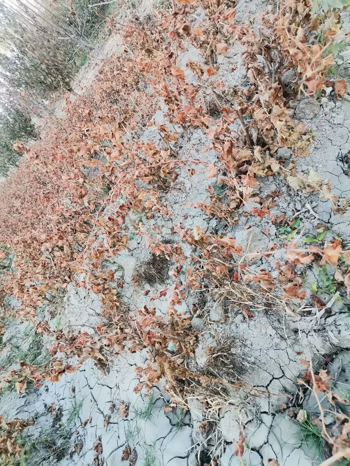 نهال گردو و انگور و بید مجنون|خدمات باغبانی و درختکاری|نوشین شهر, |دیوار