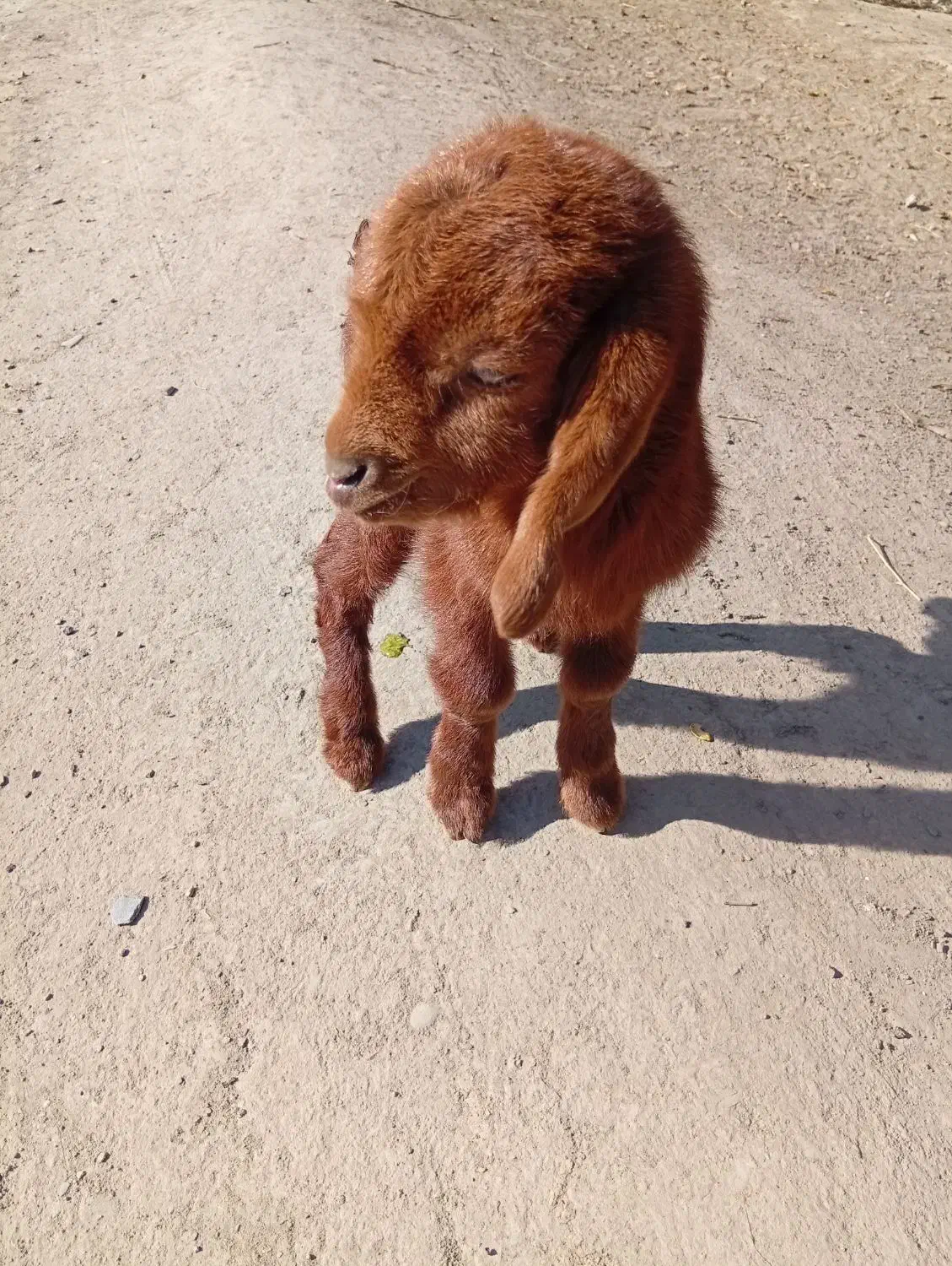 بزغاله شیری نر|حیوانات مزرعه|مشهد, زیرکن|دیوار