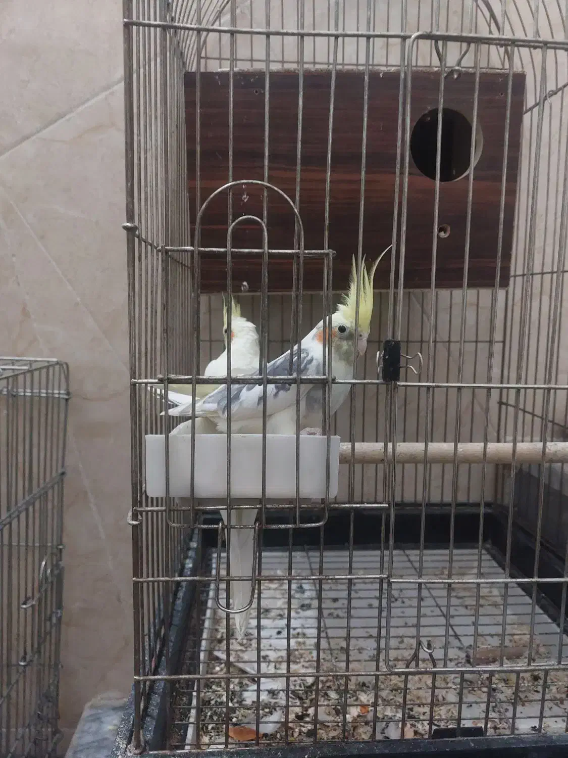 سه عددعروس|پرنده|قم, شهرک سازمان آب|دیوار