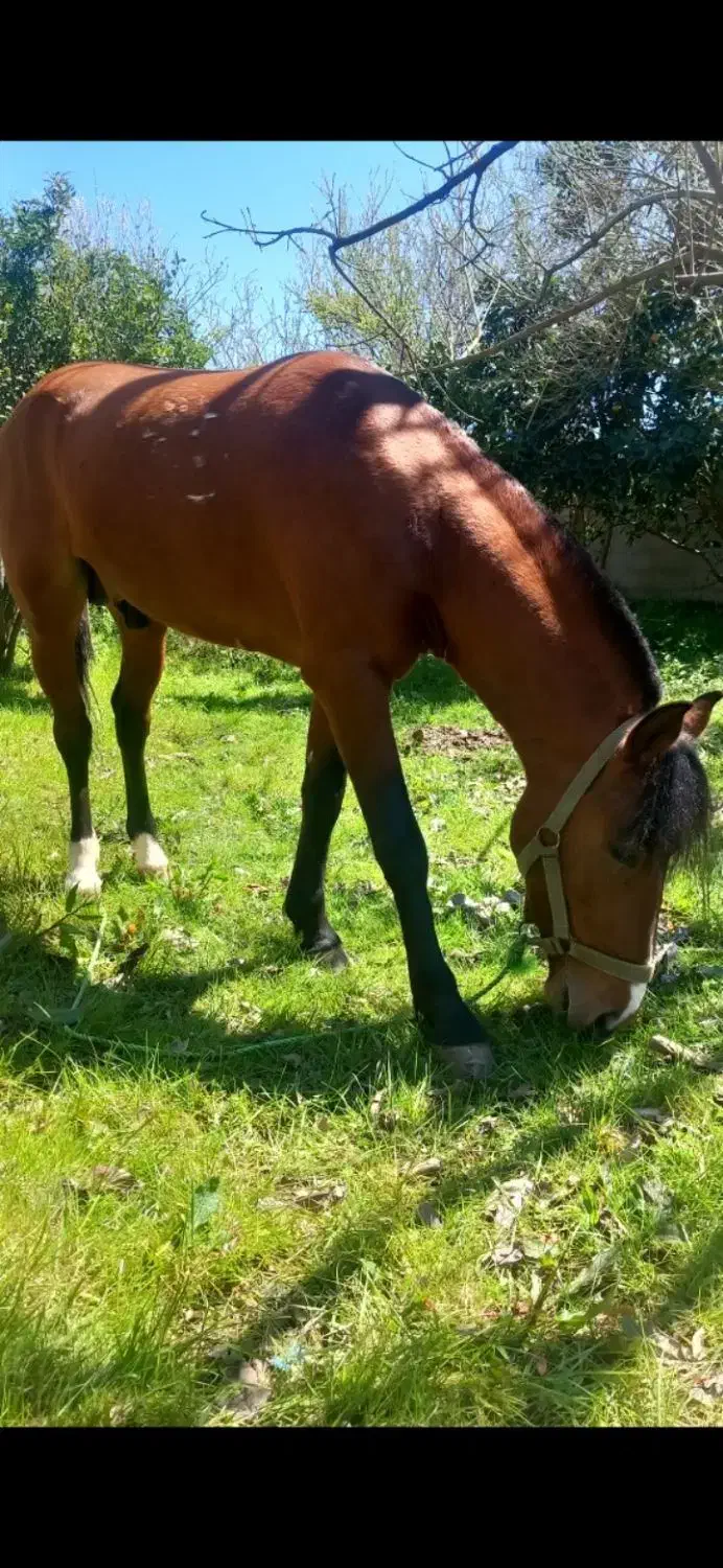 اسب کورسی|اسب و تجهیزات اسب‌سواری|ضیابر, |دیوار