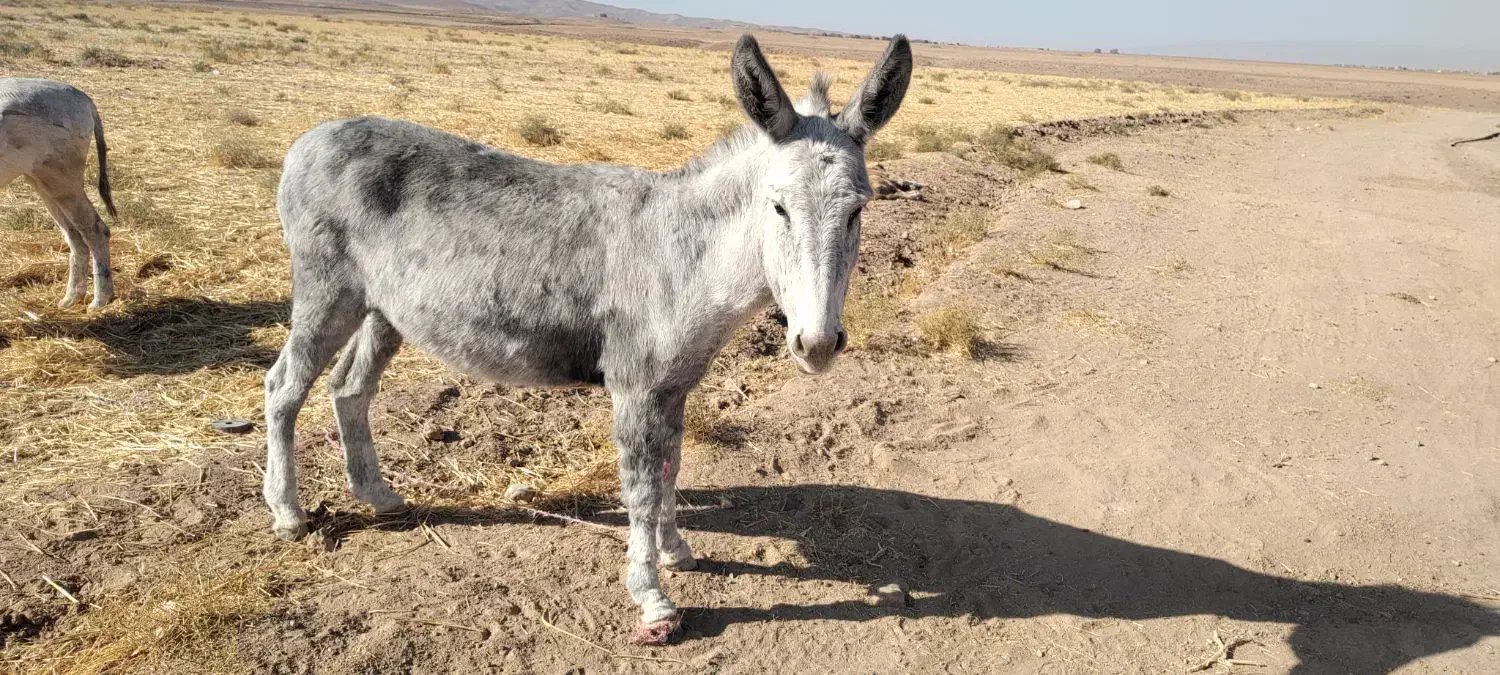 الاغ پیدا شده|حیوانات|نصر آباد, |دیوار