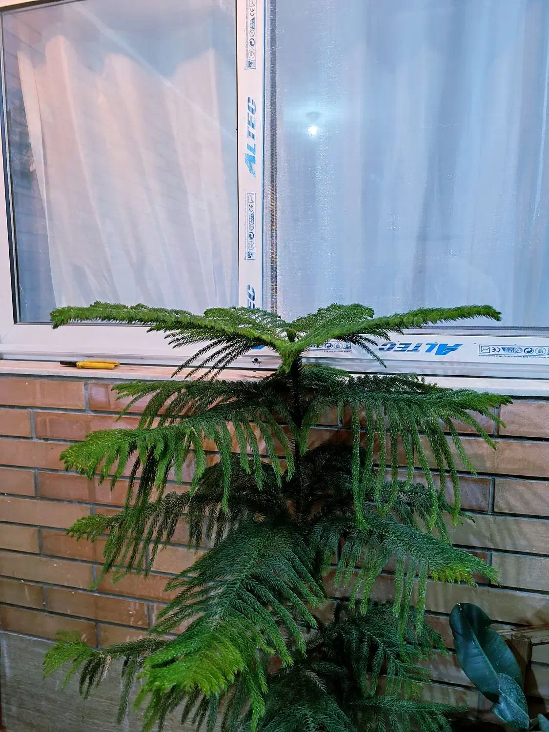 کاج مطبق یک و نیم متر|گل و گیاه طبیعی|ابریشم, |دیوار