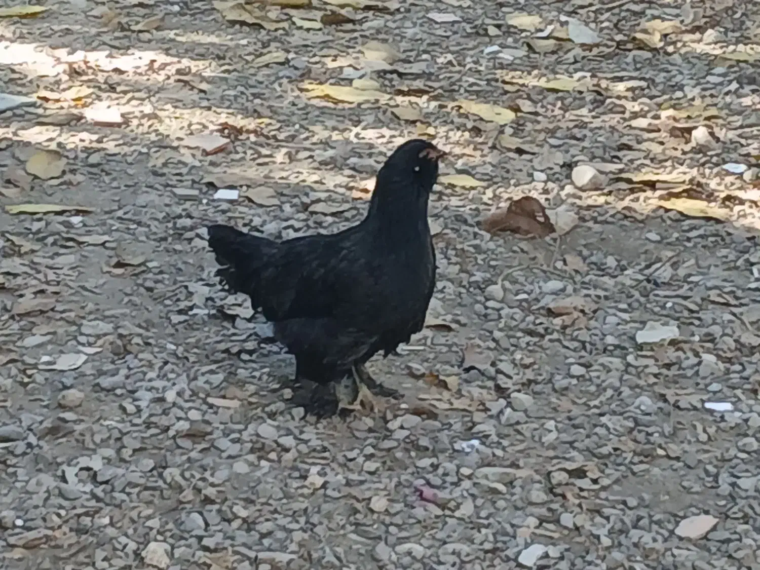 تخم مرغ تازه با نطفه صدرصد|حیوانات مزرعه|خان ببین, |دیوار