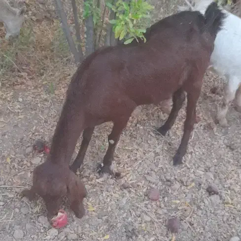 بز پاکستانی|حیوانات مزرعه|شهرضا, |دیوار