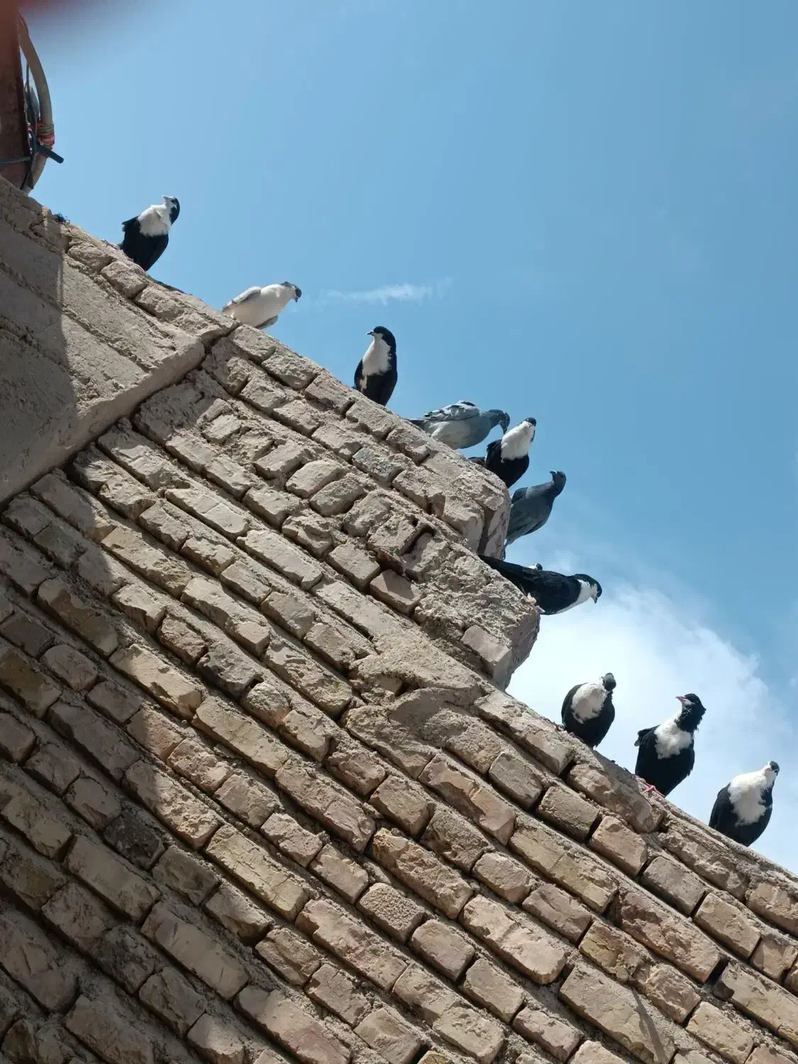 نرماده ریش سیاواکسی|پرنده|هامون, |دیوار