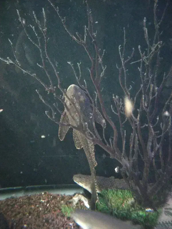 گربه ماهی|ماهی|مشهد, امیریه|دیوار