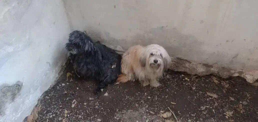 سگ تریر|سگ|تهران, منیریه|دیوار