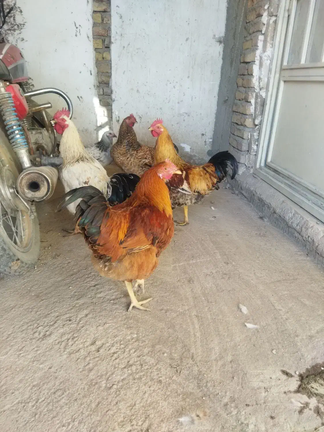 خروس جوان گوشتی|حیوانات مزرعه|سراب, |دیوار