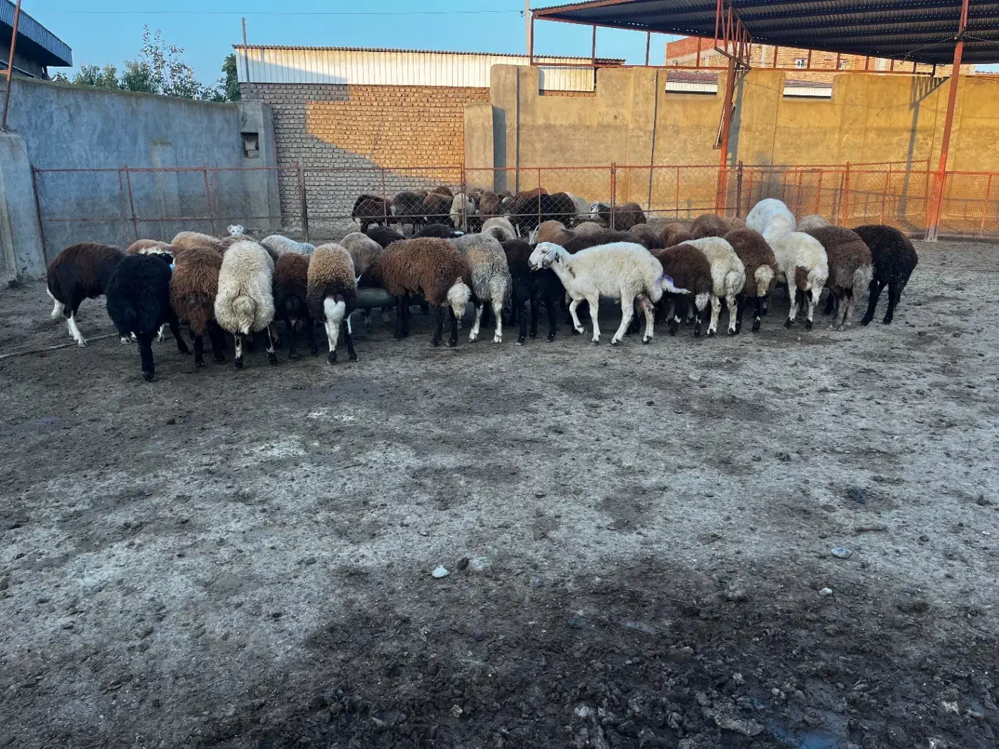 بره چاق کشتاری|حیوانات مزرعه|آق قلا, |دیوار