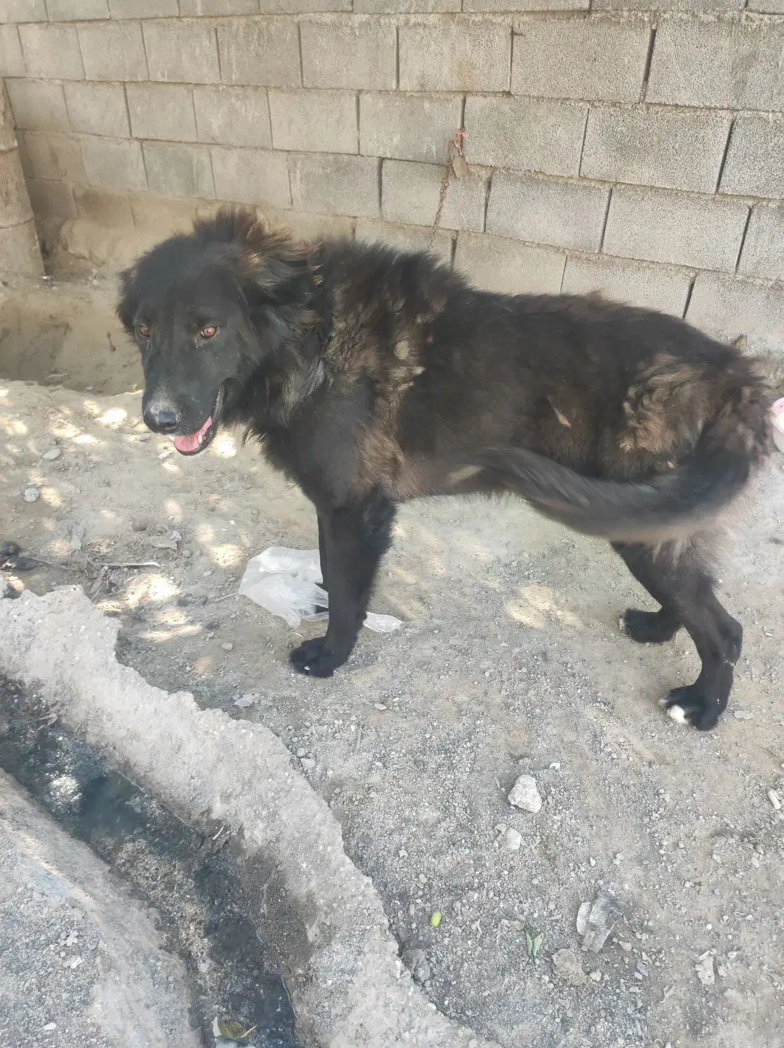 سگ قدر‌ جونی|سگ|شمیل, |دیوار