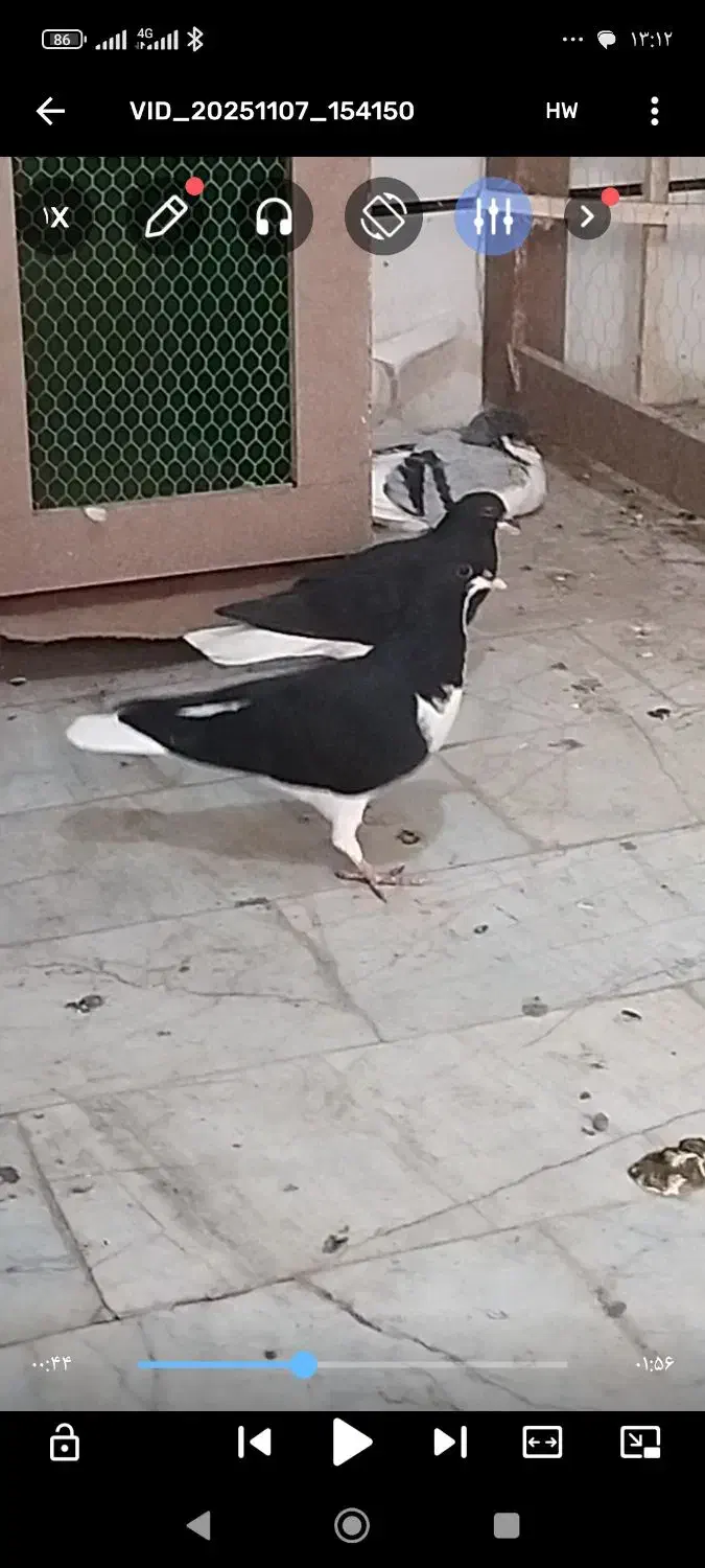 کبوتر|پرنده|اقبالیه, |دیوار