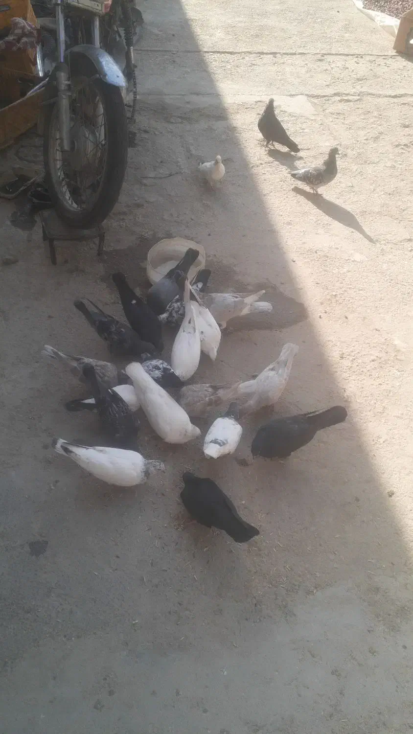 کفتر|پرنده|شادگان, |دیوار