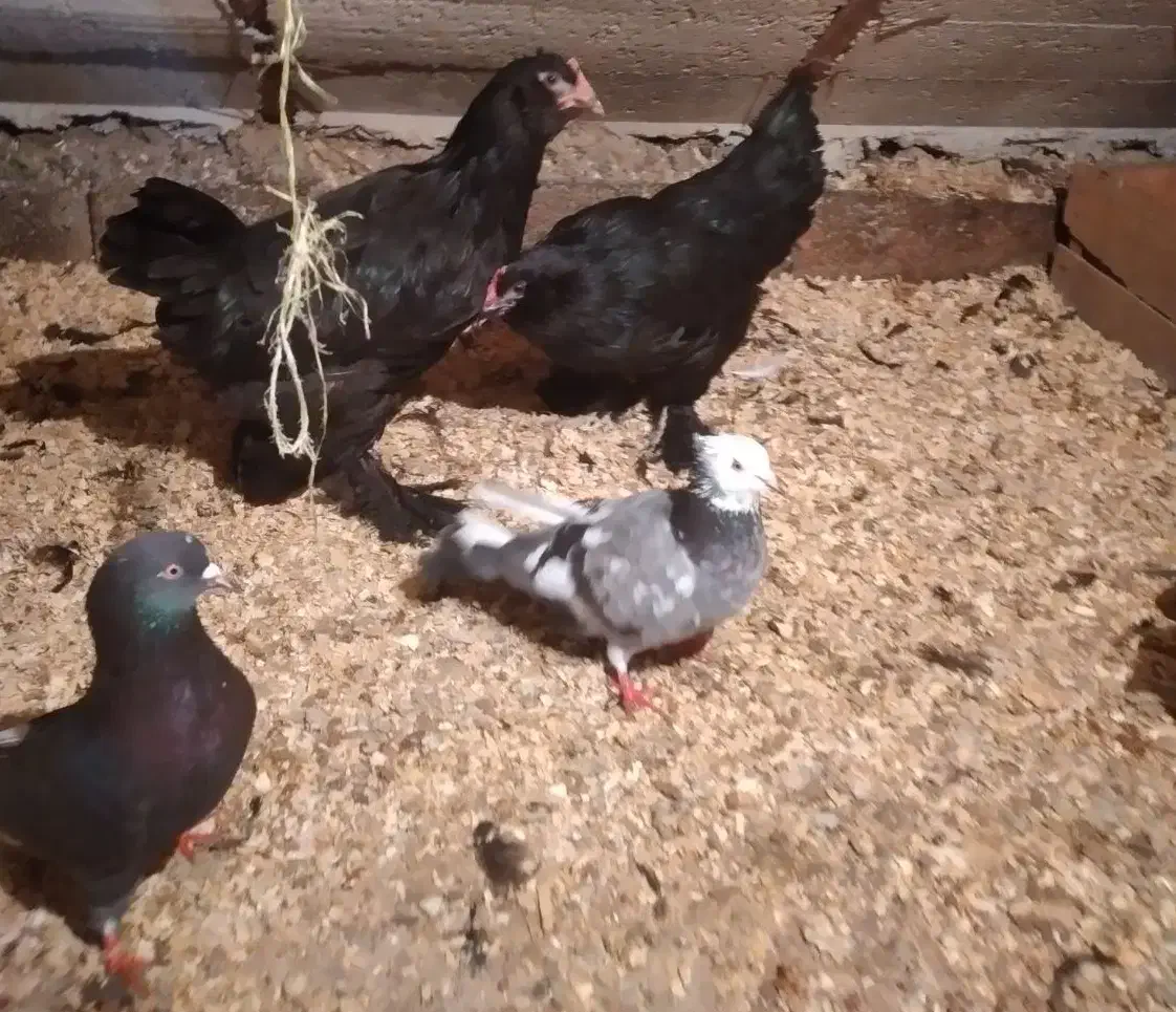 خروس سیاه ،،مرغ وخروس مرندی|حیوانات مزرعه|تنکابن, |دیوار