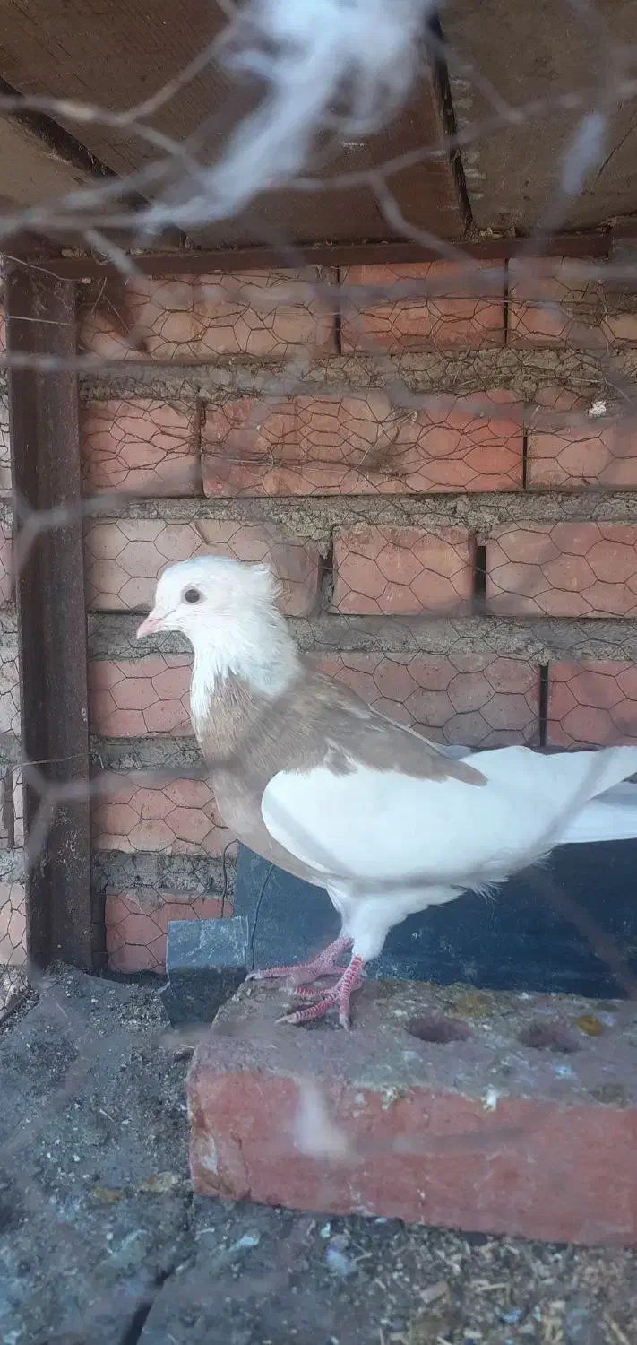 کبوتر فروشی|پرنده|دیواندره, |دیوار