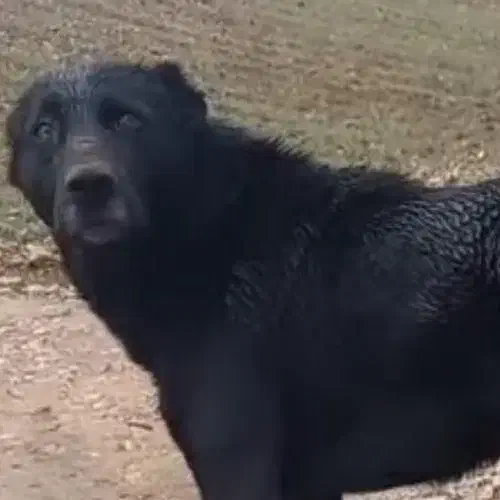 گمشده|حیوانات|یاسوج, |دیوار