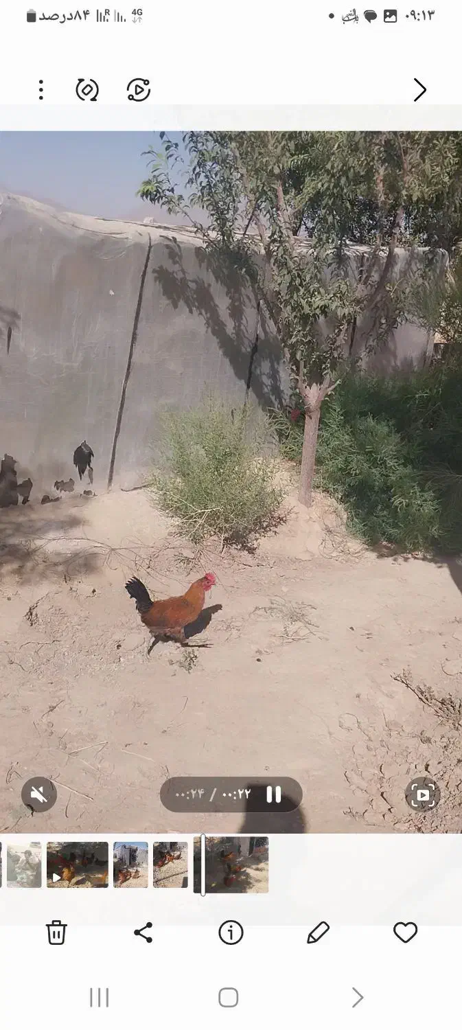 فروش خروس گلین|حیوانات مزرعه|مهاجران, |دیوار