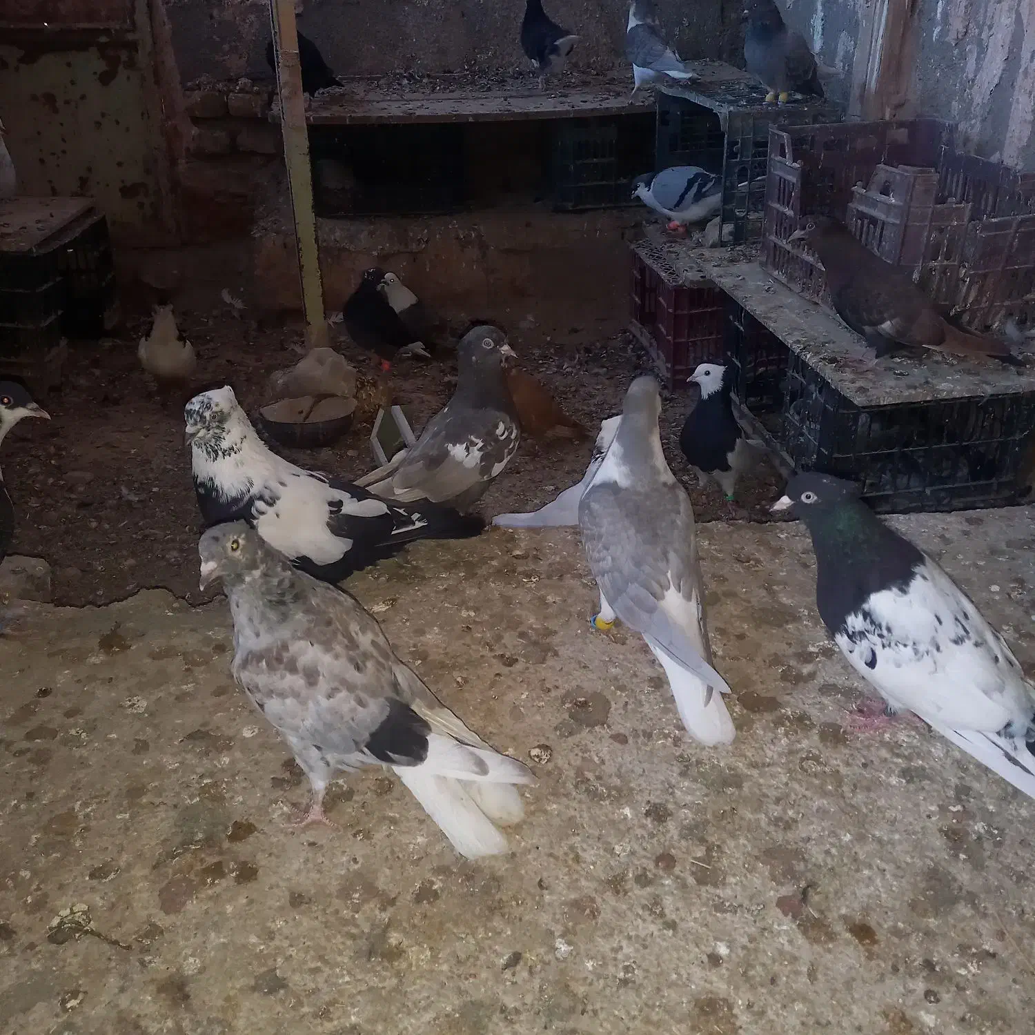 کبوتر رنگی|پرنده|سبزوار, مدرس|دیوار