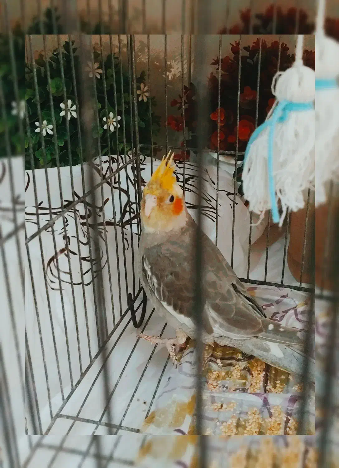 عروس هلندی شیطون و بازیگوش|پرنده|اسلامشهر, شهرک سعیدیه|دیوار