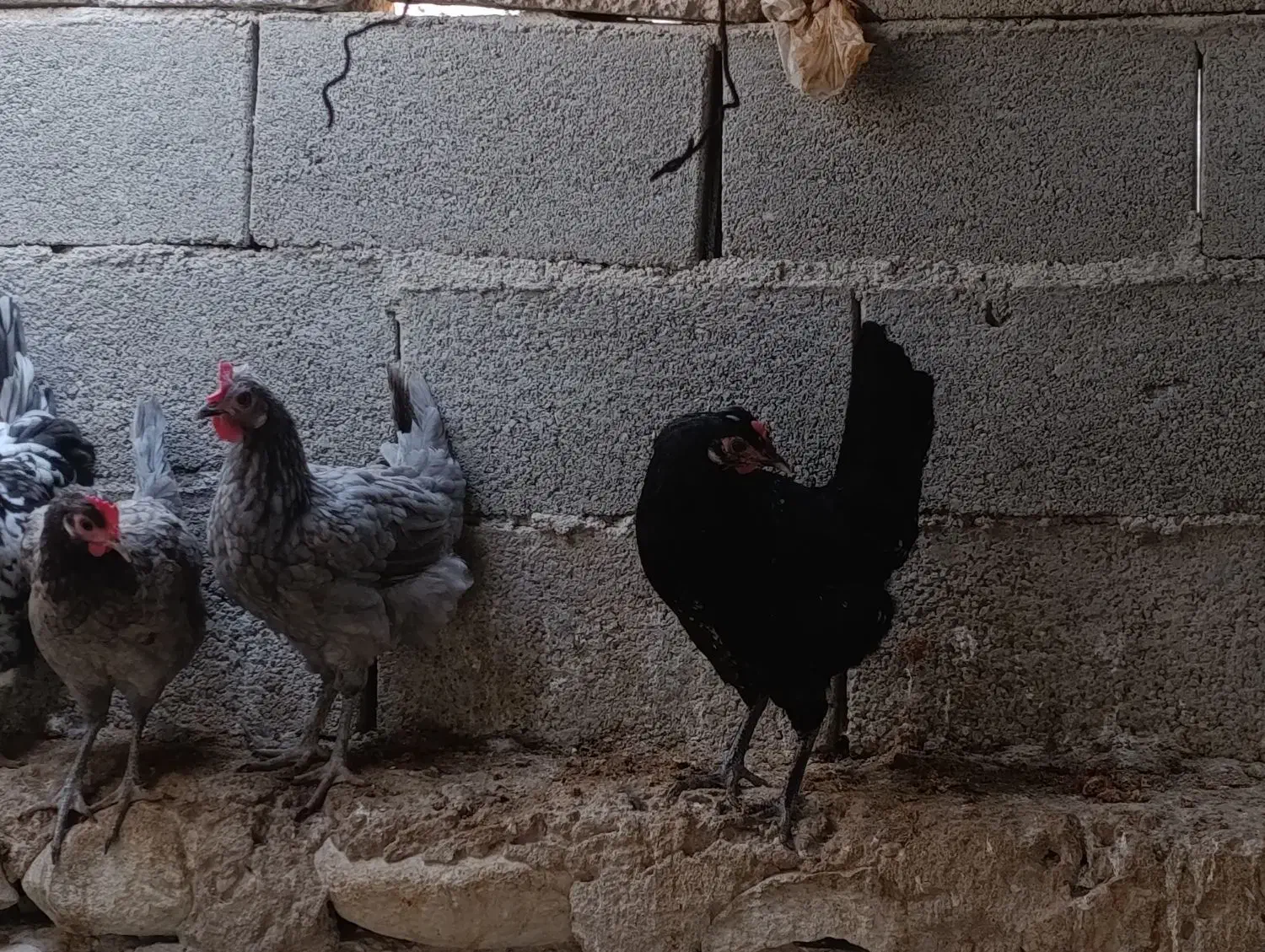 فروش مرغ بندر دیر|حیوانات مزرعه|بندر دیر, |دیوار