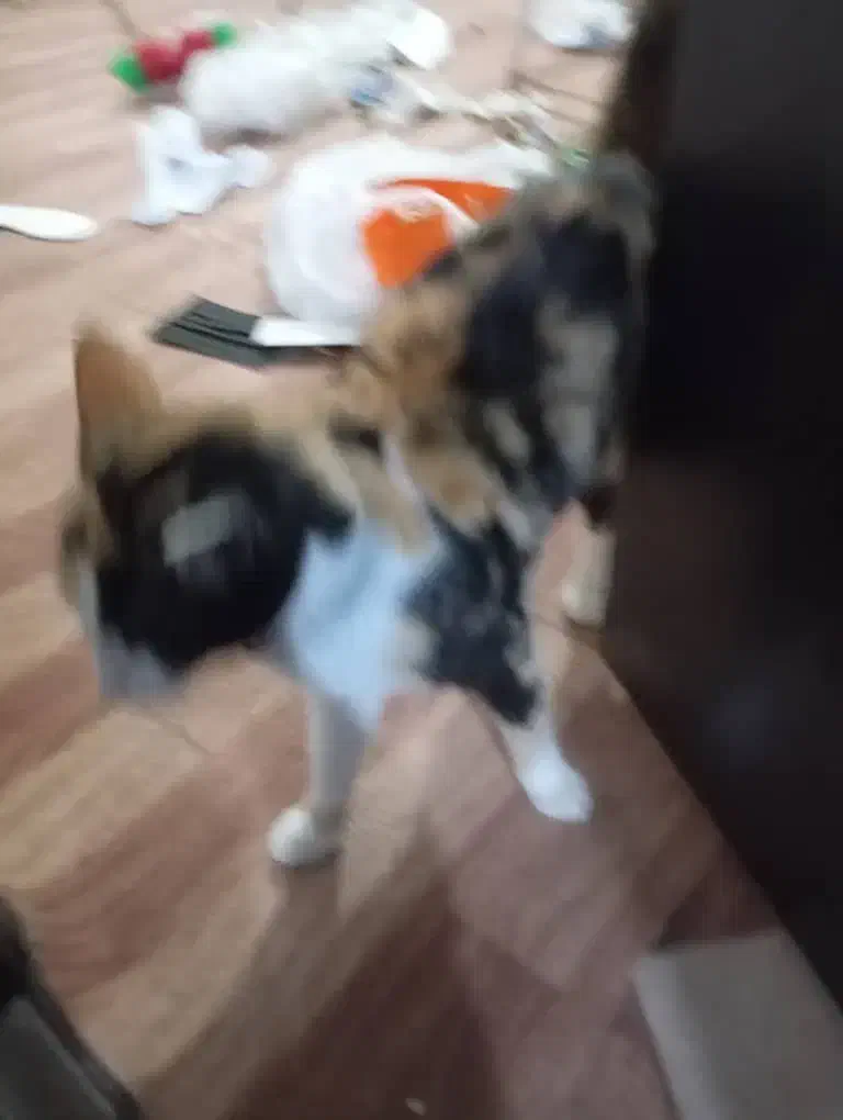 گربه|گربه|ارومیه, |دیوار