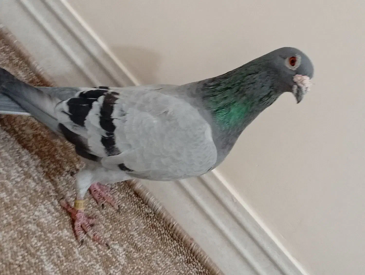 کبوتر پلاکی نر عراق|پرنده|خورموج, |دیوار