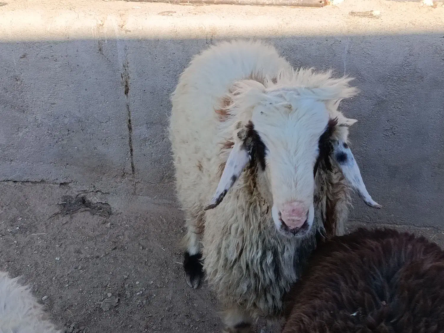 بره نر و ماده|حیوانات مزرعه|مرودشت, محمد آباد|دیوار