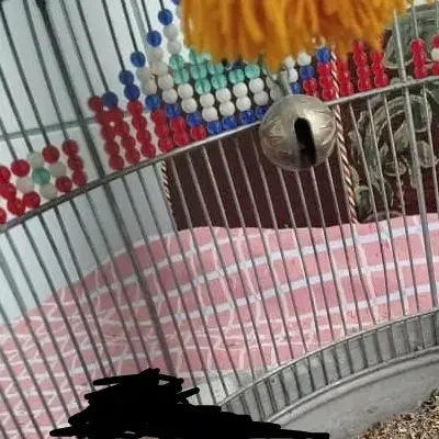 سهره|پرنده|مرودشت, دولت آباد|دیوار