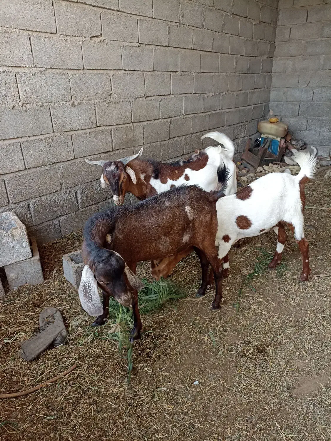 سه عدد کهره دوتا نر چپشت یکی‌ ماده کیسه|حیوانات مزرعه|میناب, |دیوار