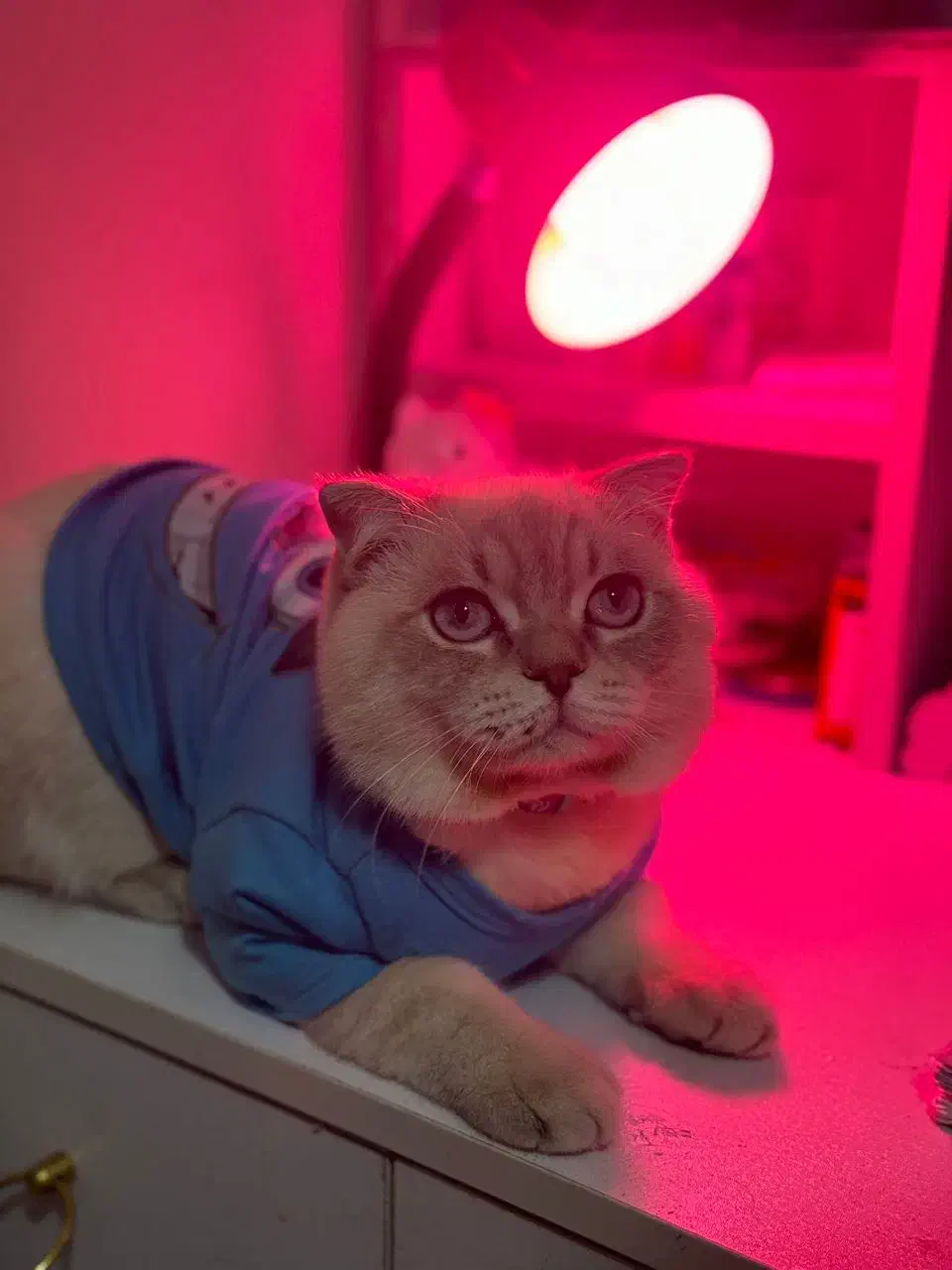 گربه بیریتیش نر|گربه|اندیشه, اندیشه فاز ۳|دیوار