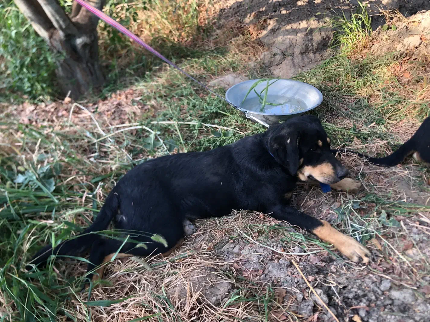 سگ نگهبان|سگ|وحیدیه, |دیوار