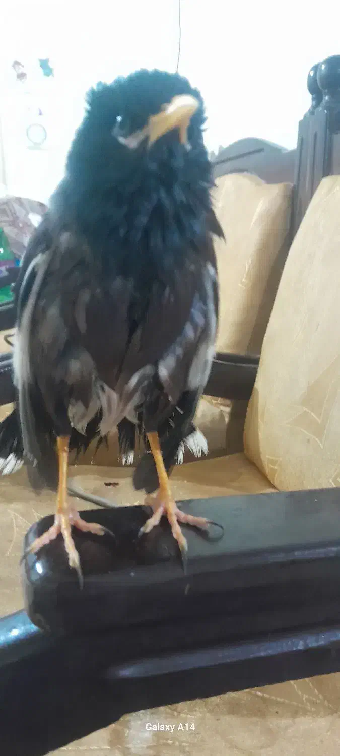 مرغ مینا نر|پرنده|آشخانه, |دیوار