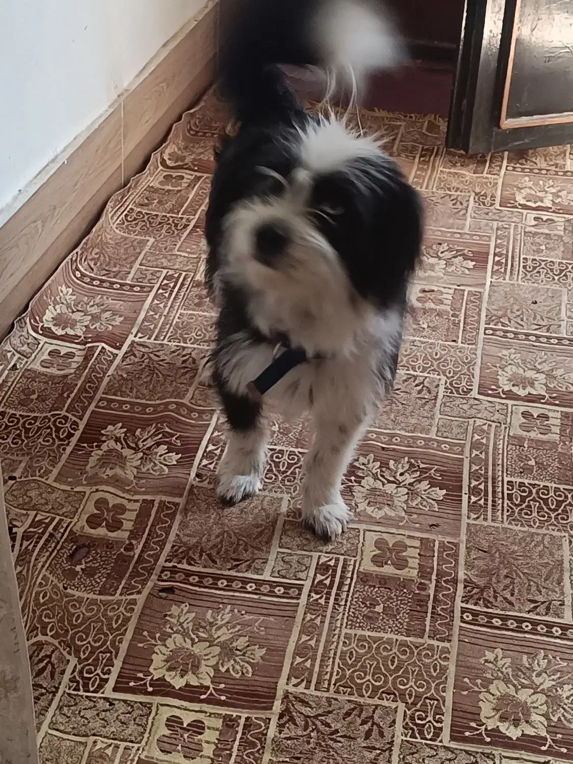 گمشده|حیوانات|طرقبه, |دیوار