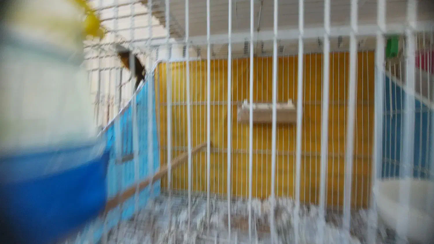 قناری نر مست بخون معاوضه با انگشتر نقره|پرنده|مشهد, چهارچشمه|دیوار