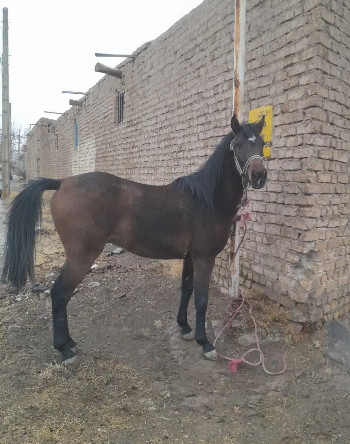 فروش کره نریان|اسب و تجهیزات اسبسواری|گلپایگان, |دیوار