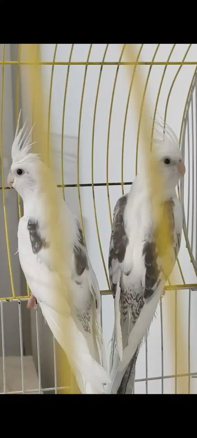 عروس هلندی دوکت راهب گرینچک|پرنده|شیراز, شهرک والفجر|دیوار