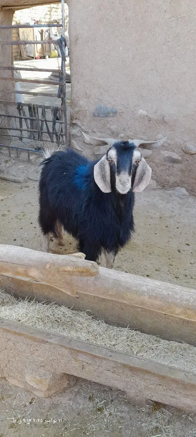 بزغاله گوسفند|حیوانات مزرعه|آشتیان, |دیوار