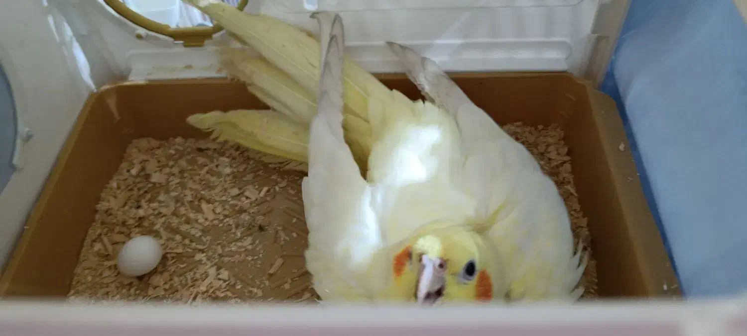 یک جفت پرنده دستی ، تخم گذار|پرنده|بهبهان, |دیوار