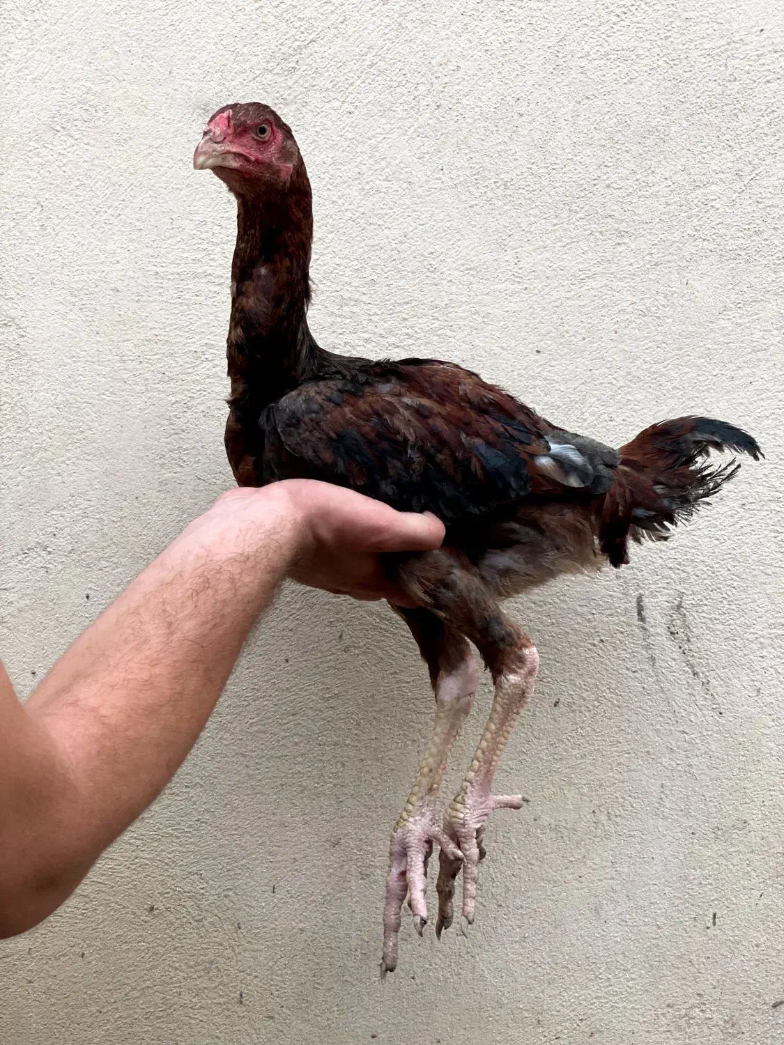 جوجه لاری اصیل|حیوانات مزرعه|بندر گز, |دیوار