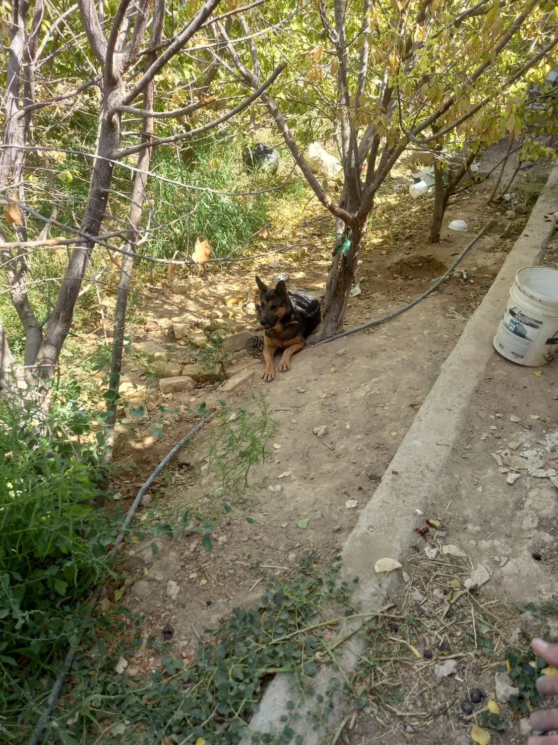 سگ ژرمن ماده|سگ|خمینی‌شهر, |دیوار