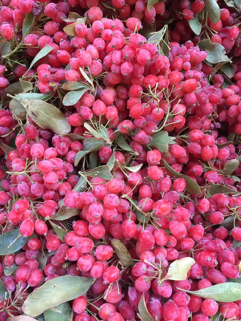 زرشک اعلا|خوردنی و آشامیدنی|مشهد, رده|دیوار