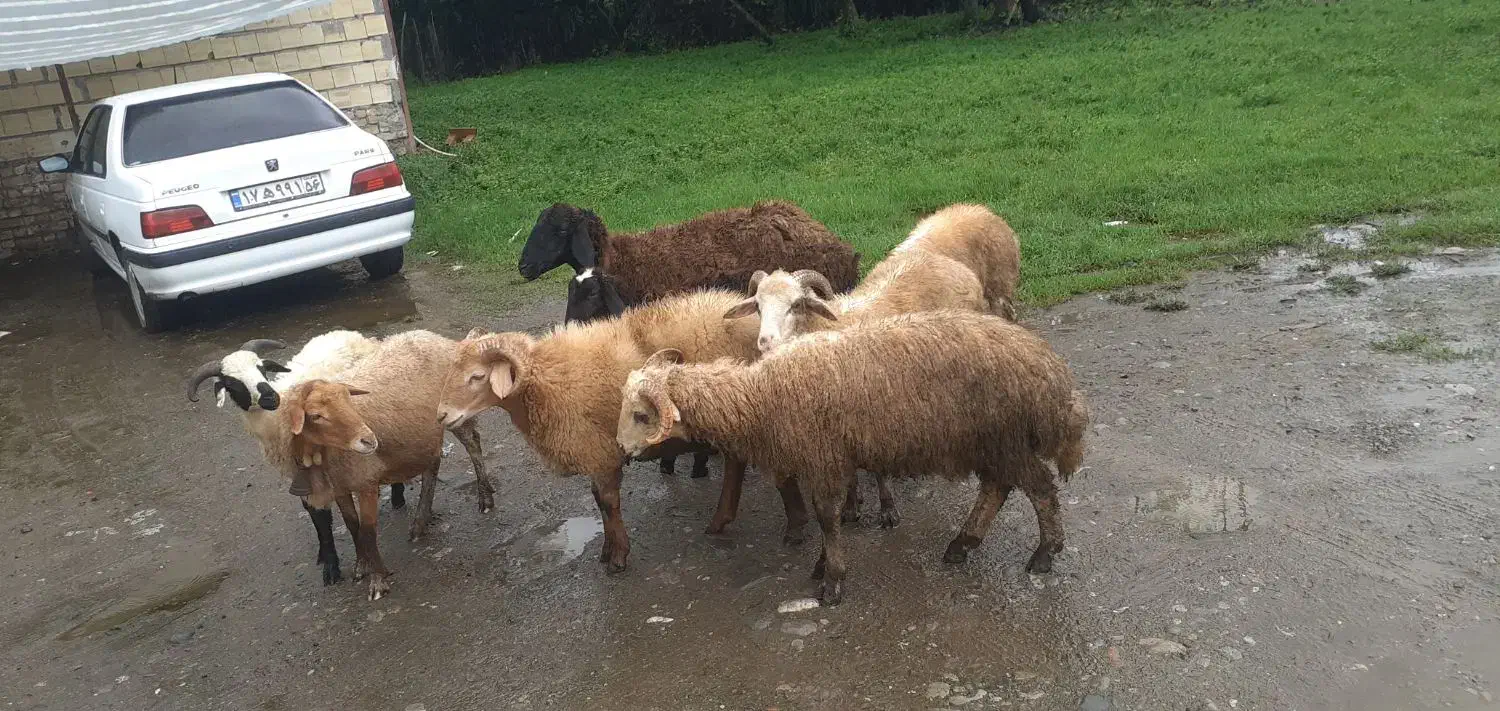 گوسفند بره نر|حیوانات مزرعه|صومعهسرا, |دیوار