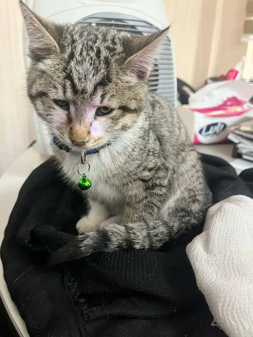 بچه گربه گمشده|حیوانات|تهران, ونک|دیوار