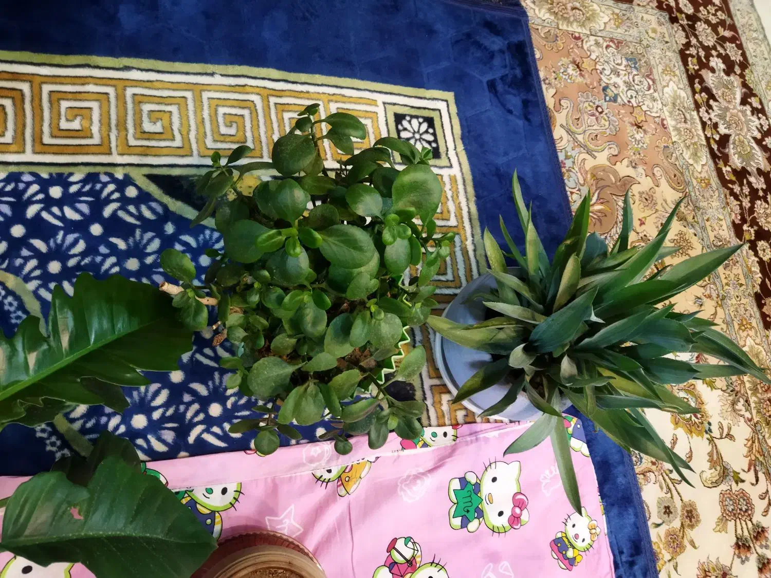 تعدادی گل و گیاه|گل و گیاه طبیعی|شاهینشهر, شهرک هشت بهشت|دیوار