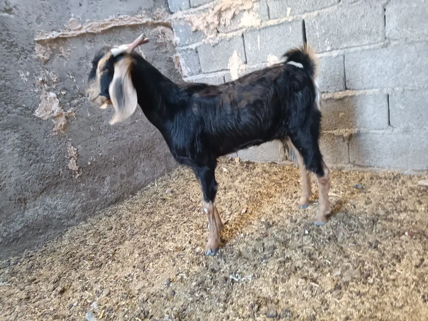 بز فروشی|حیوانات مزرعه|ایرانشهر, |دیوار