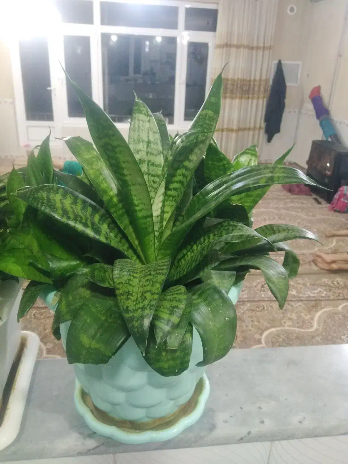 گل.|گل و گیاه طبیعی|جوانرود, |دیوار