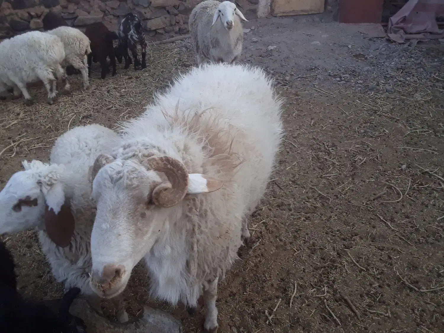 قوچ|حیوانات مزرعه|سربیشه, |دیوار